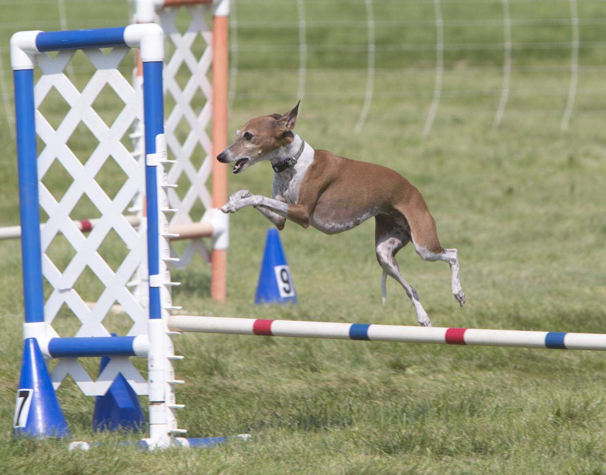 Two-time Master of Agility Champion Teaghan jumps over an obstacle