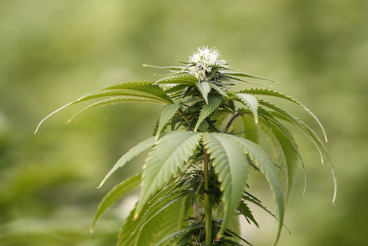 A groomed and maturing marijuana plant sits in one of three growing bays of the nearly 11,000-square-foot Pure Green indoor greenhouse facility in Finley.