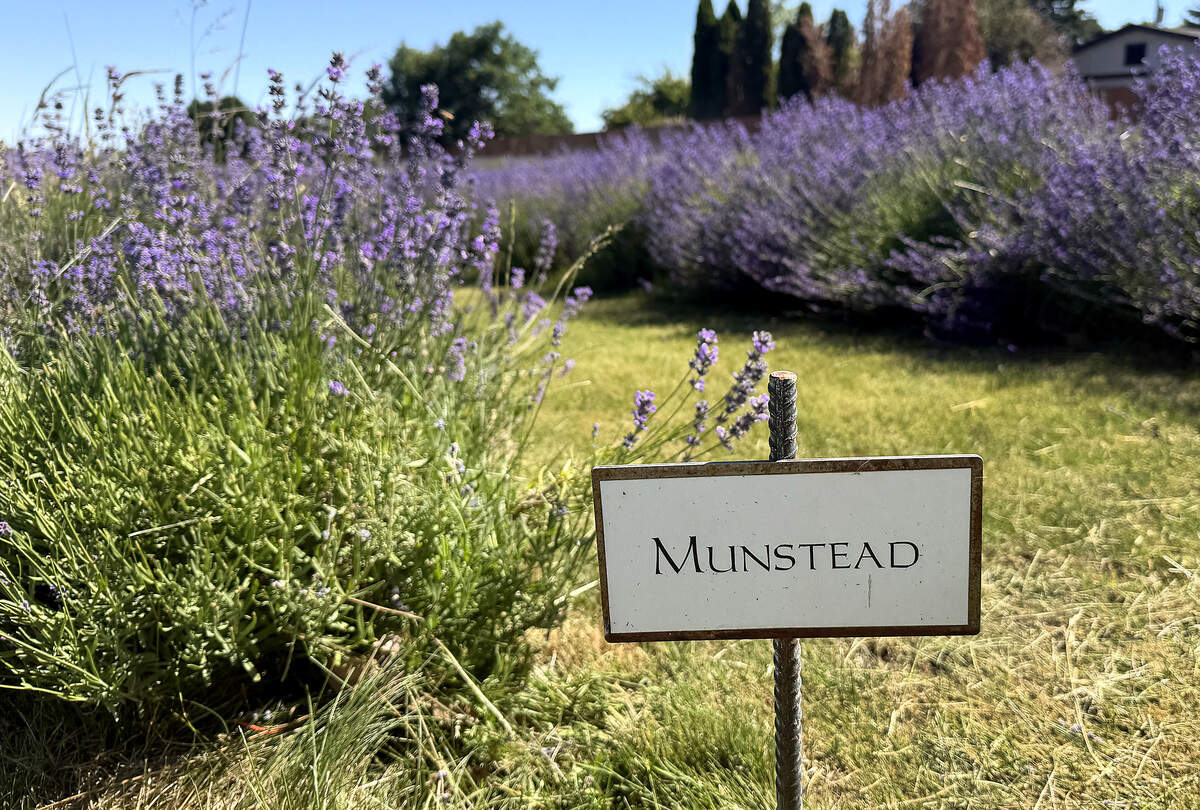 Munstead lavender is one of the many varieties they grow at their farm. Each row is label with a sign.