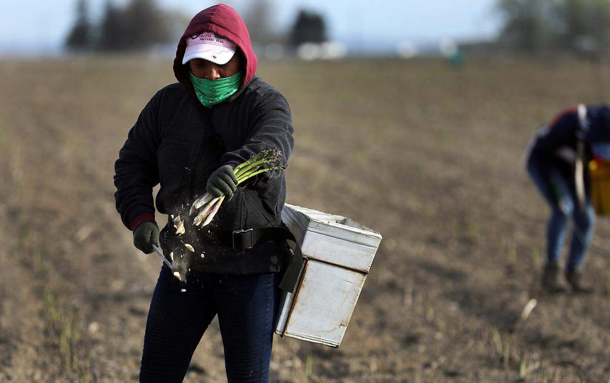Farm workers harvest asparagus in the early morning at Schreiber Farms.
