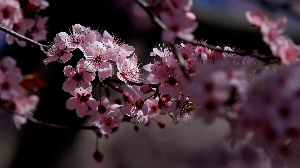 Blossoms on a flowering ornamental cherry tree near office buildings in downtown Kennewick are a positive sign spring weather has arrived in the Tri-Cities.
