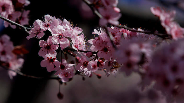 Spring means cherry blossoms in Eastern WA. See the sights on this driving tour