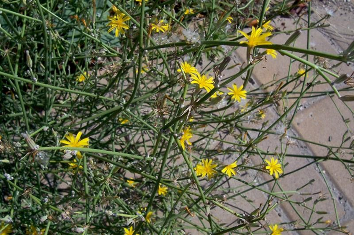 Rush Skeletonweed