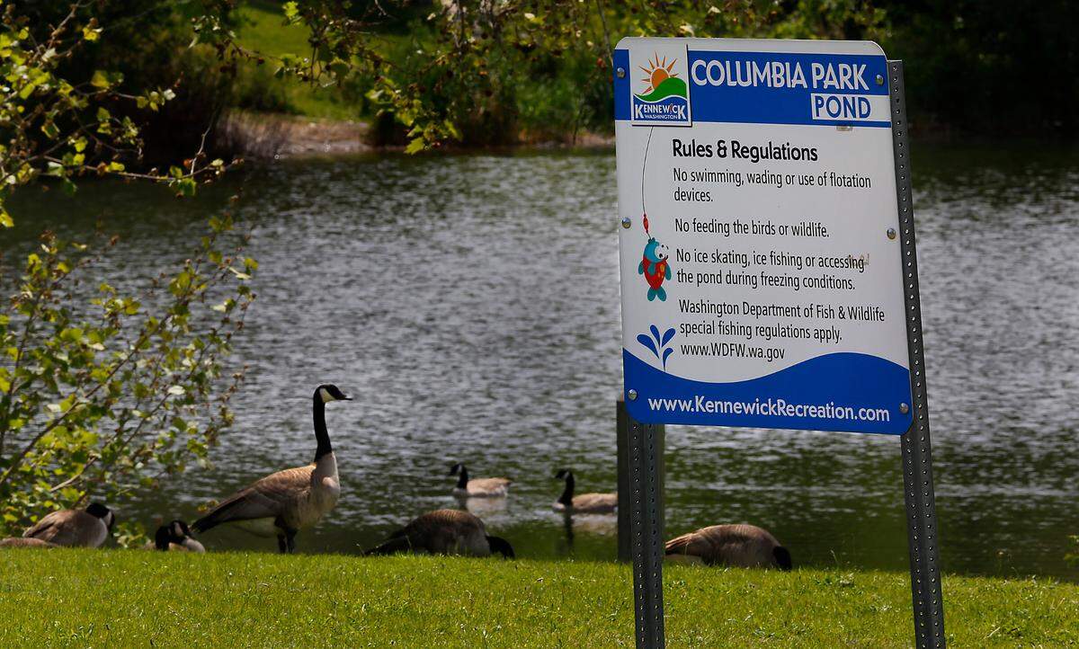 Two goslings at the fishing pond in Columbia Park in Kennewick have tested positive for avian flu, and other goslings at the park are showing symptoms. The popular fishing pond may be closed after federal laboratory tests are returned to the state Department of Fish and Wildlife.