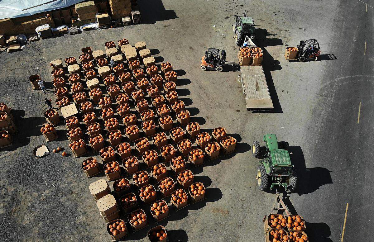 Forklifts move cardboard bins filled with carving pumpkins that will be delivered to Washington, Oregon, Idaho, Montana and Alaska.