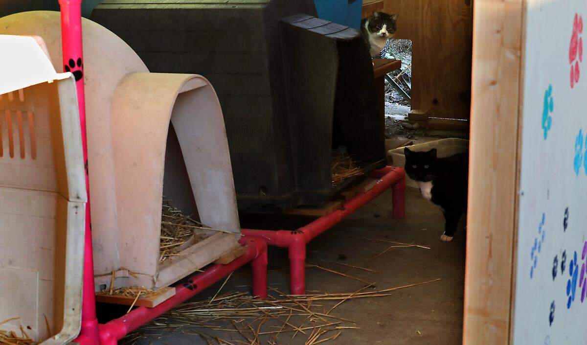 A pair of very skittish feral cats keep watch of visitors recently at the colony structure cared for by the Tri-Cities Animal Shelter. Recently a group of Eagle Scouts winterizes the shelter’s outdoor space for the cats.