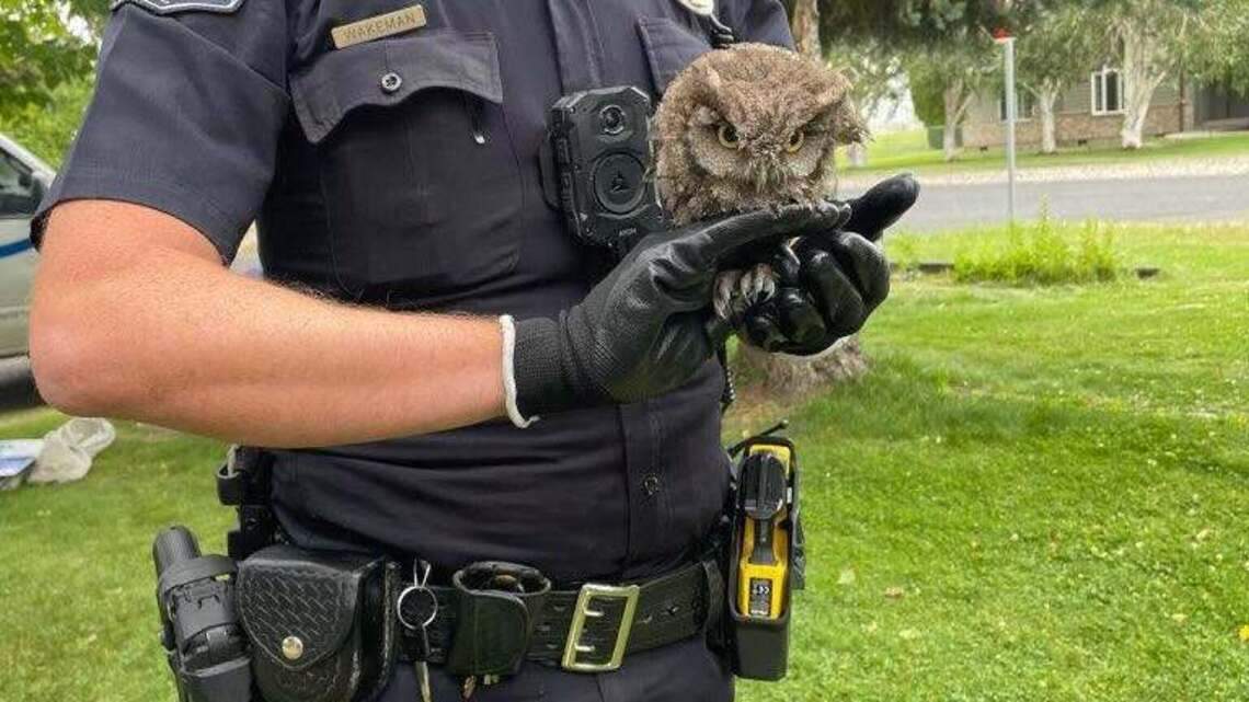 Whooo called 911? Trapped young owl was in need of a helping hand