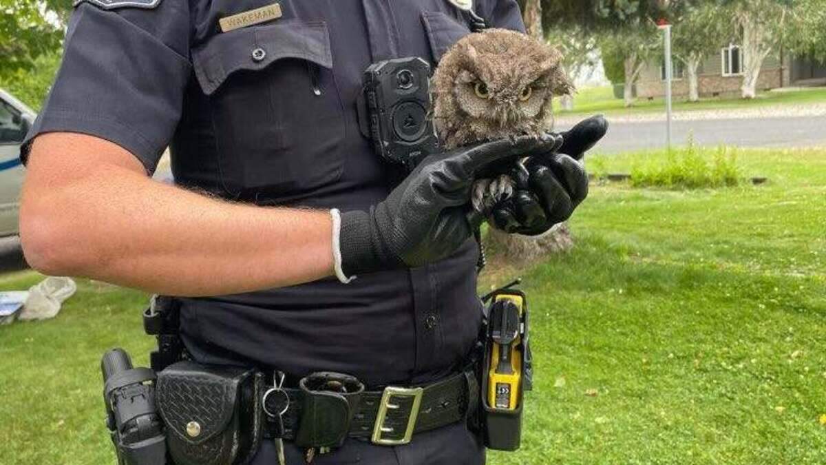Pasco Officer Jeremy Wakeman rescued an owl from a chimney.
