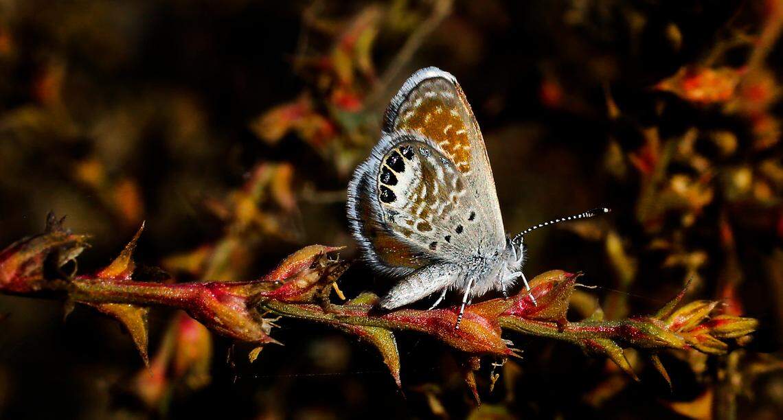 America’s smallest butterfly, the Western Pygmy Blue has turned up this autumn in the Tri-Cities area, in numbers never seen before.