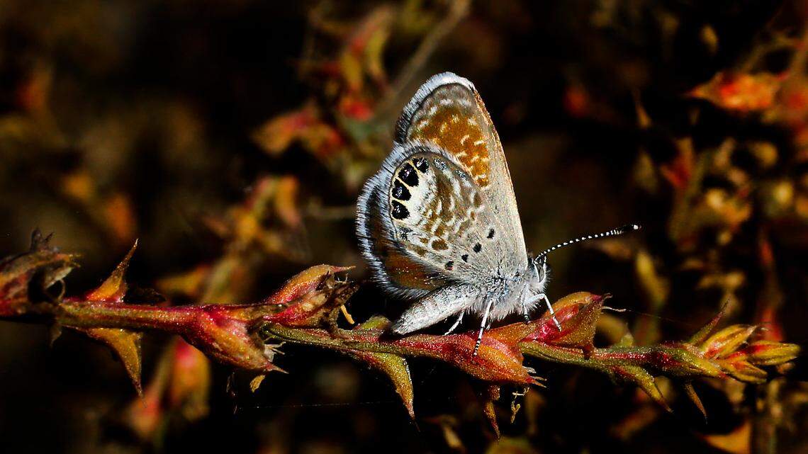 Tiniest butterflies in N. America invade Tri-Cities. They’re rarely seen in WA until now