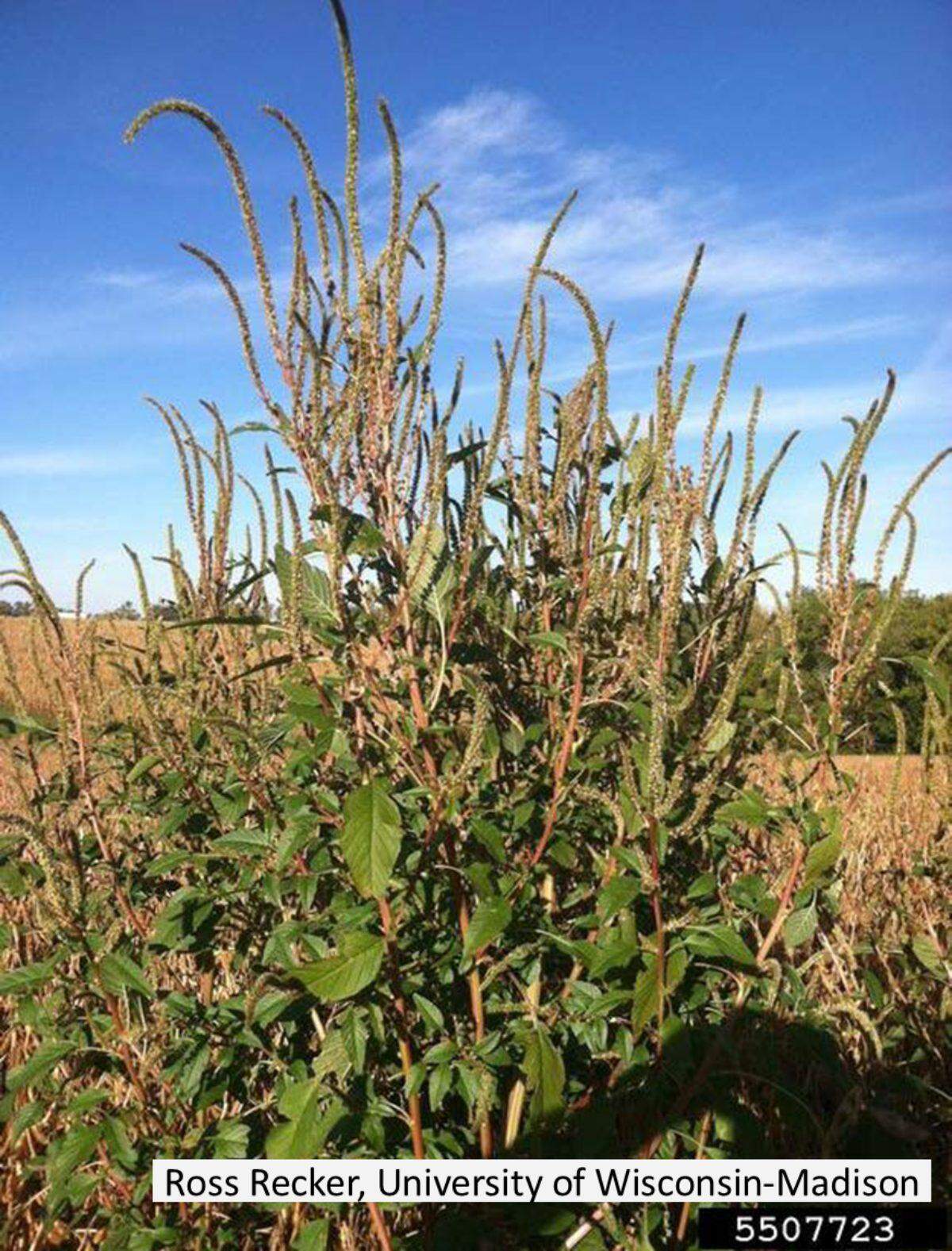 Palmer amaranth