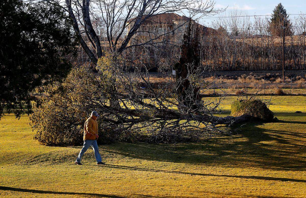 A man walks past an uprooted tree early Tuesday morning near the green of the second hole at the Columbia Park Gold Tri-Plex in Kennewick after an overnight windstorm that roared across the Mid-Columbia.