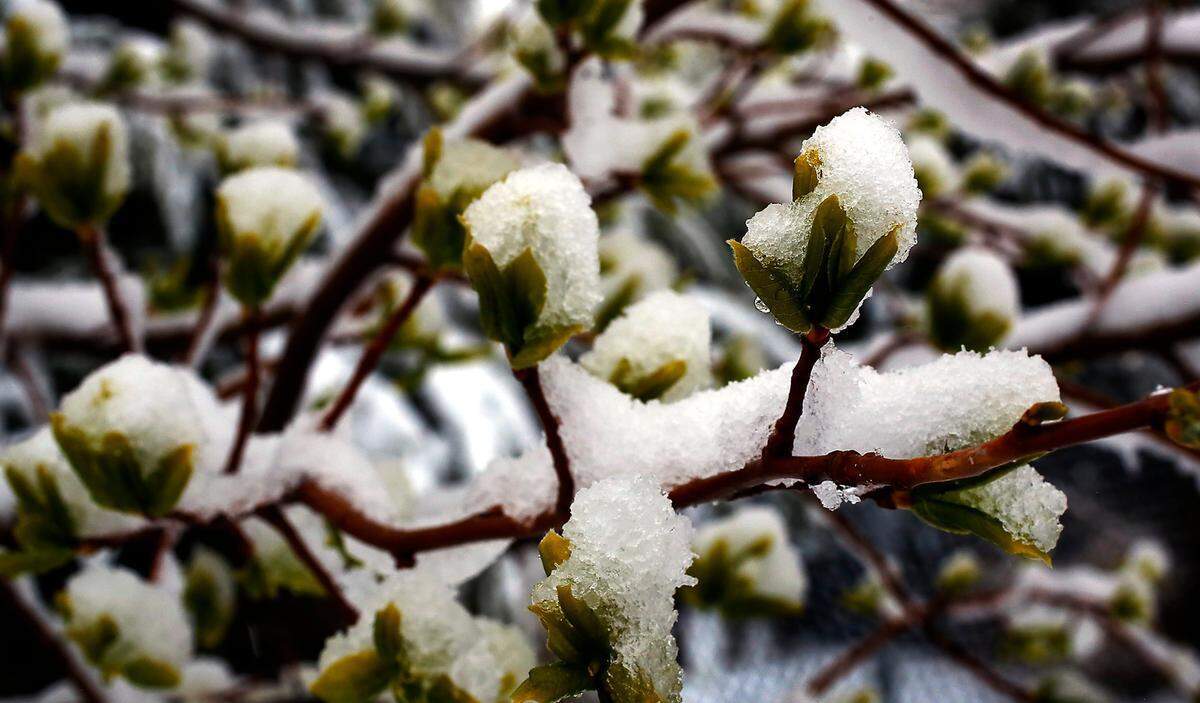 Snow coats a newly budded tree Monday following an overnight spring snow storm that rolled across the Mid-Columbia.