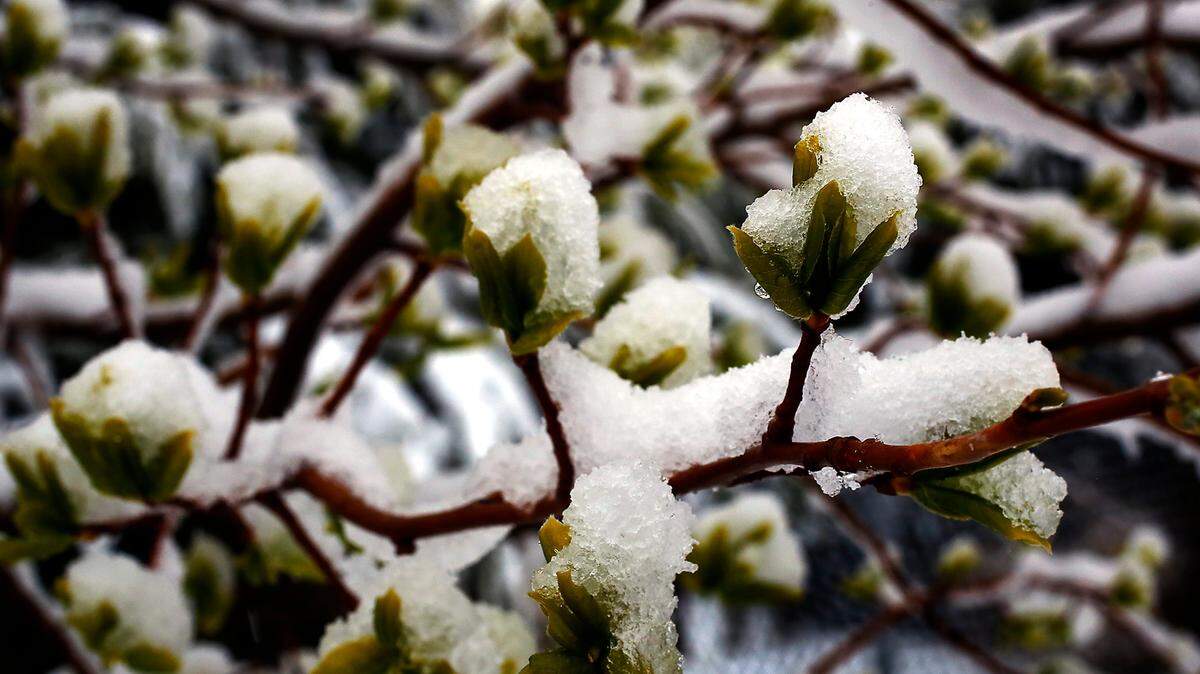 Snow coats a newly budded tree following an overnight spring snowstorm in April that rolled across the Mid-Columbia.