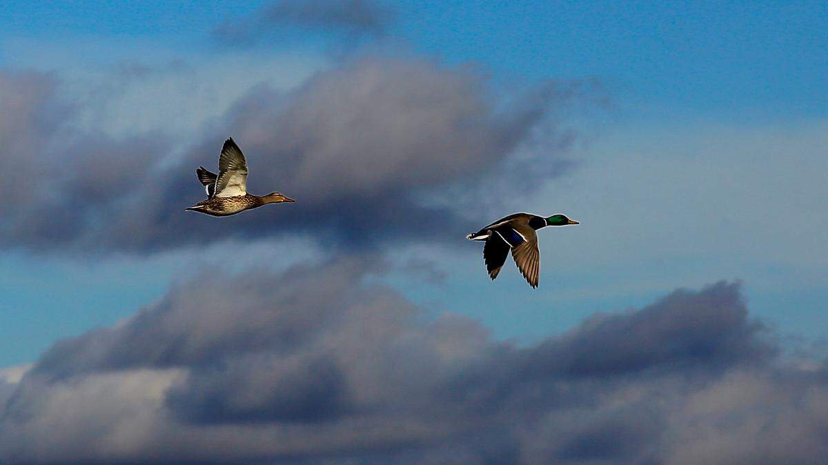 A mallard hen and drake fly past broken clouds in the early morning sunshine in west Kennewick. The weather is forecast to continue to warm this week, reaching 60 for the first time this year on Saturday. The low could be as warm as 39 on Sunday night. Dry weather is forecast until Sunday, when there will be a slight chance a rain.