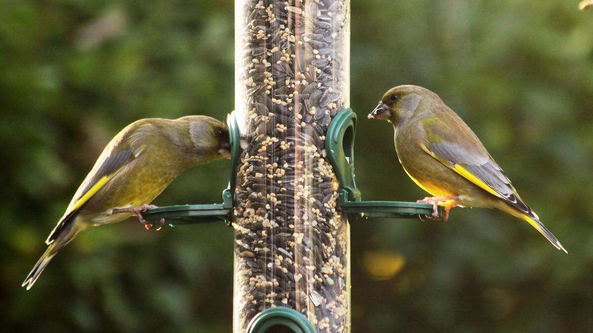 Birdseed sold at some Washington and Oregon grocery stores has been recalled.