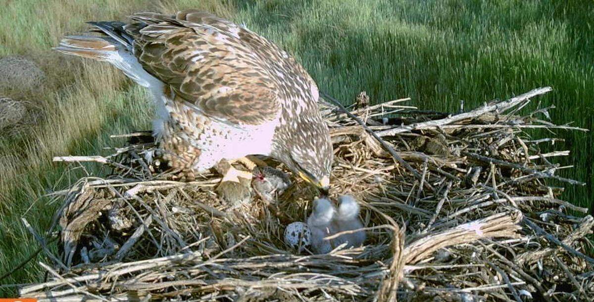 The second of four ferruginous hawk chicks hatches May 1 in a nest near Touchet, Wash. A nest platform mounted on a pole there has helped the same pair of endangered hawks raise chicks for the sixth year in a row.