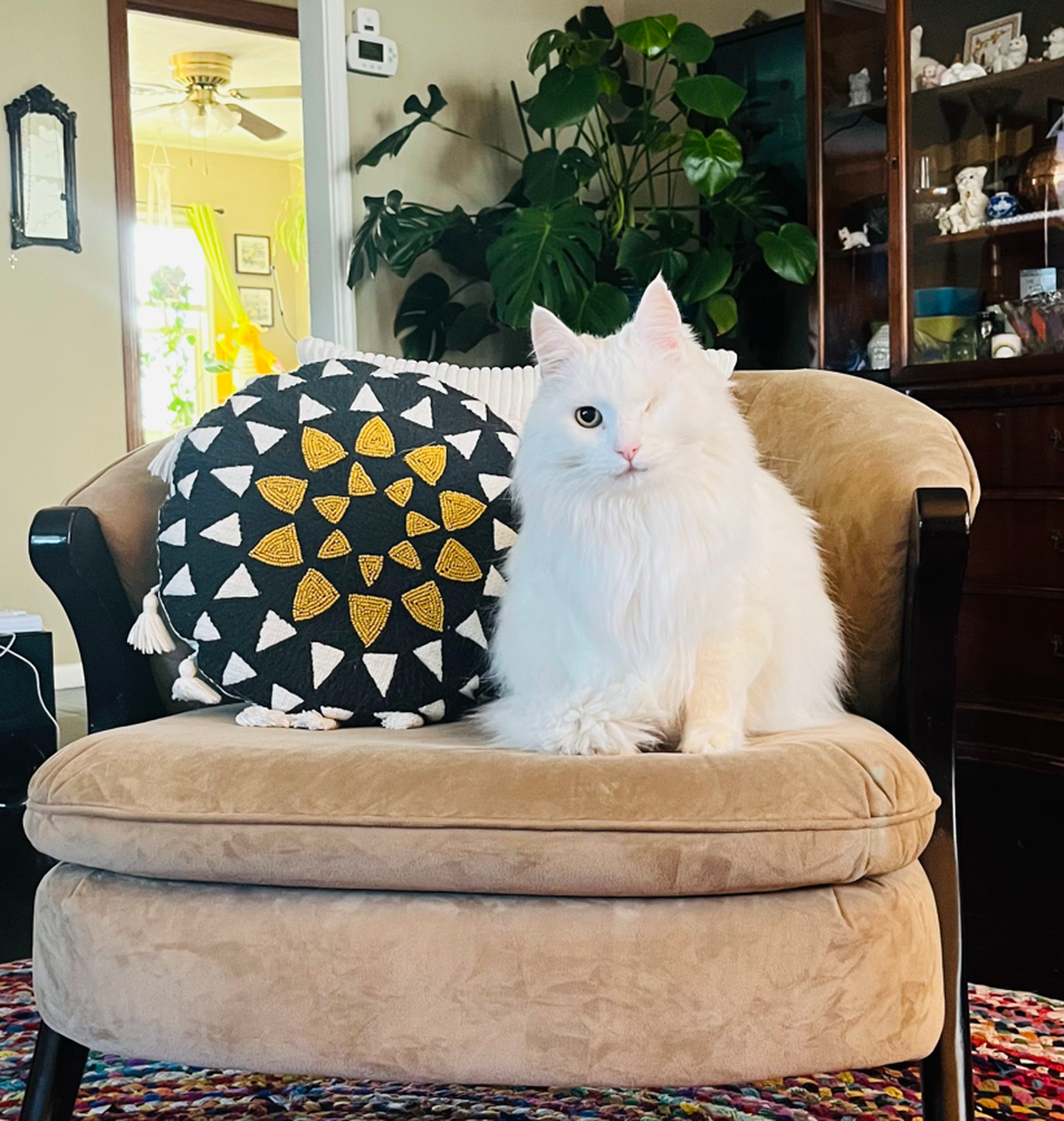 Bubs, a one-eyed, domestic longhair cat with white fur, received over 40% of votes in the Cutest Cat contest.