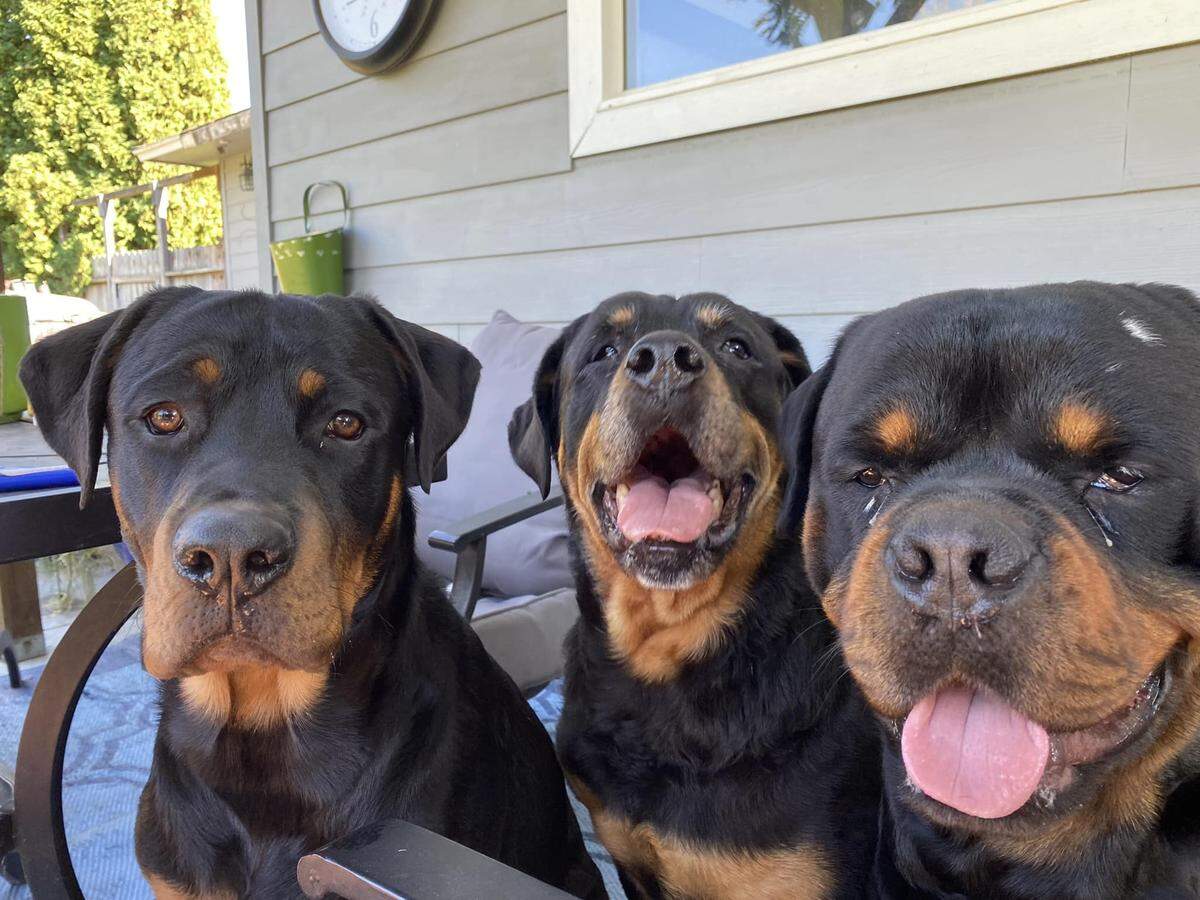 When one local family’s three pet Rottweilers got out, they took to social media for help. But they soon discovered the worst, when they were told two of their dogs were shot and killed by deputies. Photo from the Facebook page of the close family friend, reporting information on the family’s behalf.