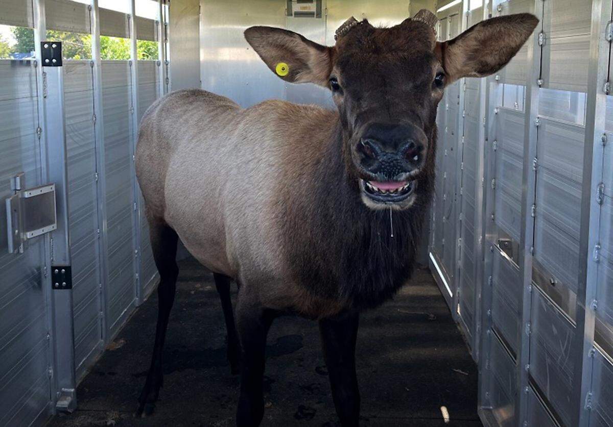 This bull elk, recently spotted wandering around Pasco, was darted and immobilized for relocation. Its antlers were removed to prevent injury to the animal during transport to a wildlife refuge.