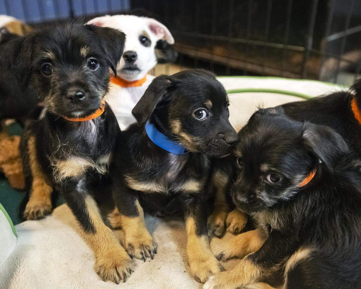 The regional animal control agency and A2Z Animal Sheltering Services is to get a new facility in 2019.