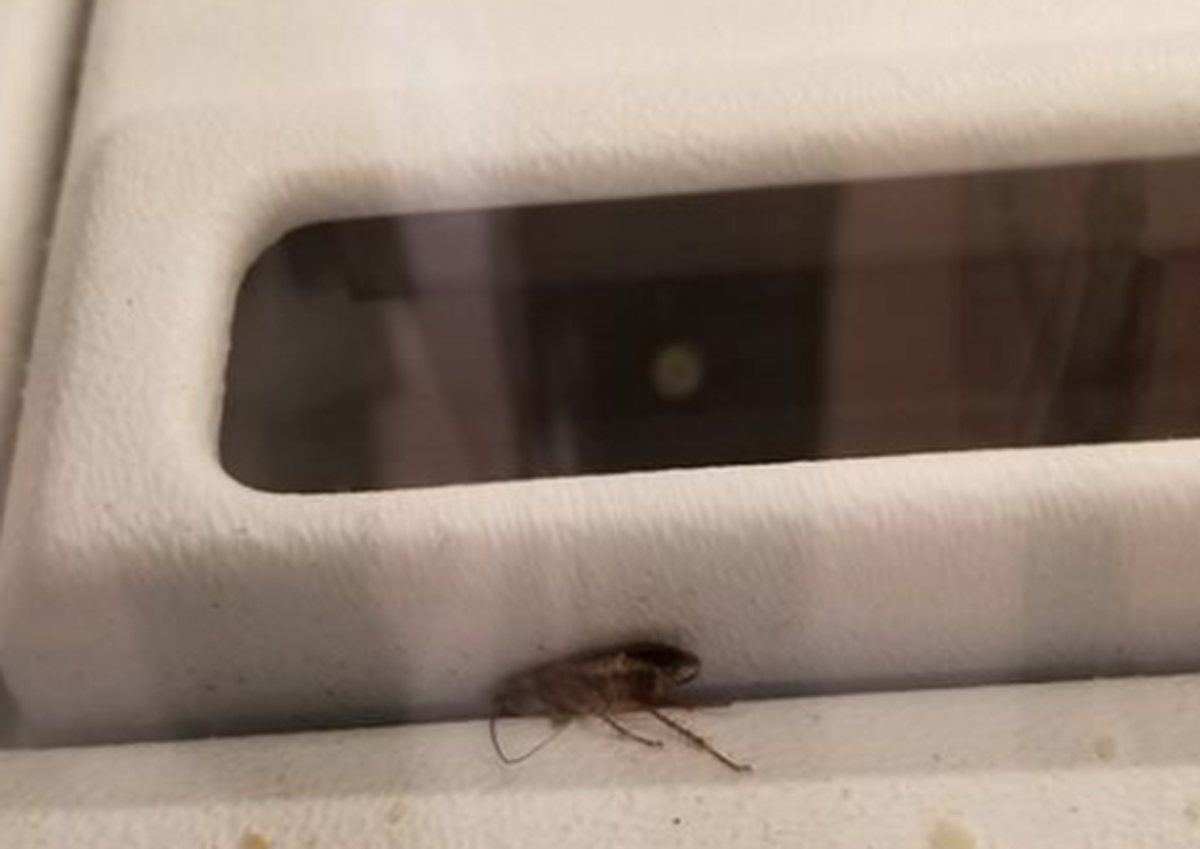 A reader said she took this photo of a cockroach at the Columbia Center mall.