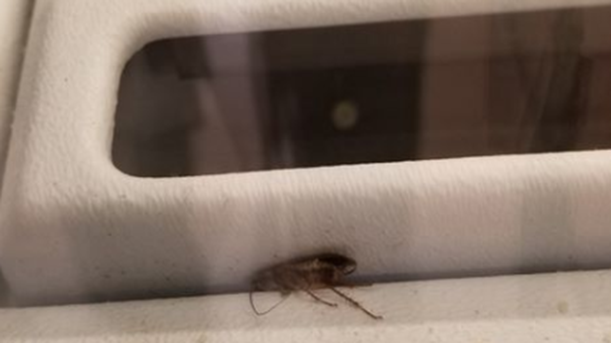 A reader said she took this photo of a cockroach at the Columbia Center mall.
