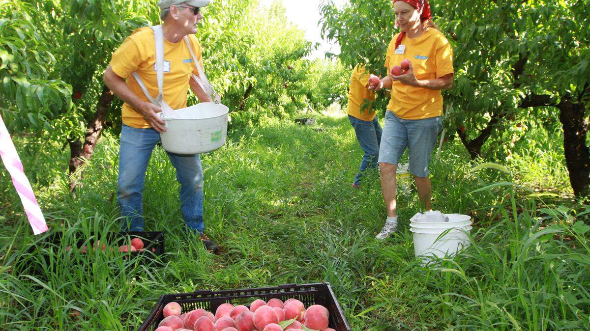 A majority of consumers who tasted them preferred Washington peaches to those from California, according to a study by an Oregon State University scientist.