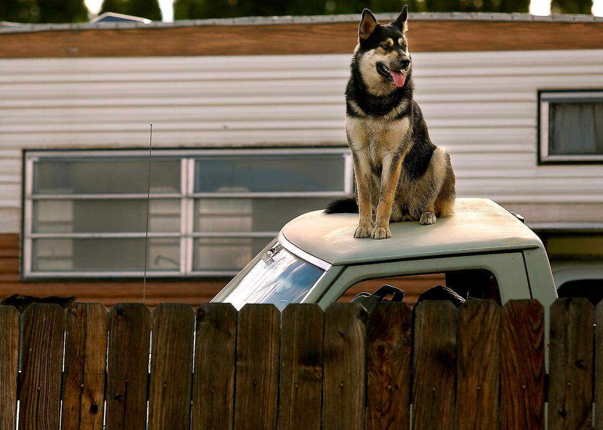 Dogs and other animals that spend time outside during cold and snowy winter days will benefit most from a shelter that protects them from wind.