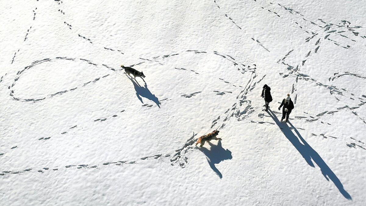 Kennewick neighbors and their dogs cast long shadows and leave a trail in the snow Wednesday afternoon while taking advantage of clear, sunny skies to exercise outside at Inspiration Park on West 45th Avenue in Kennewick. More frigid temperatures and a chance of more snowfall are in the forecast.