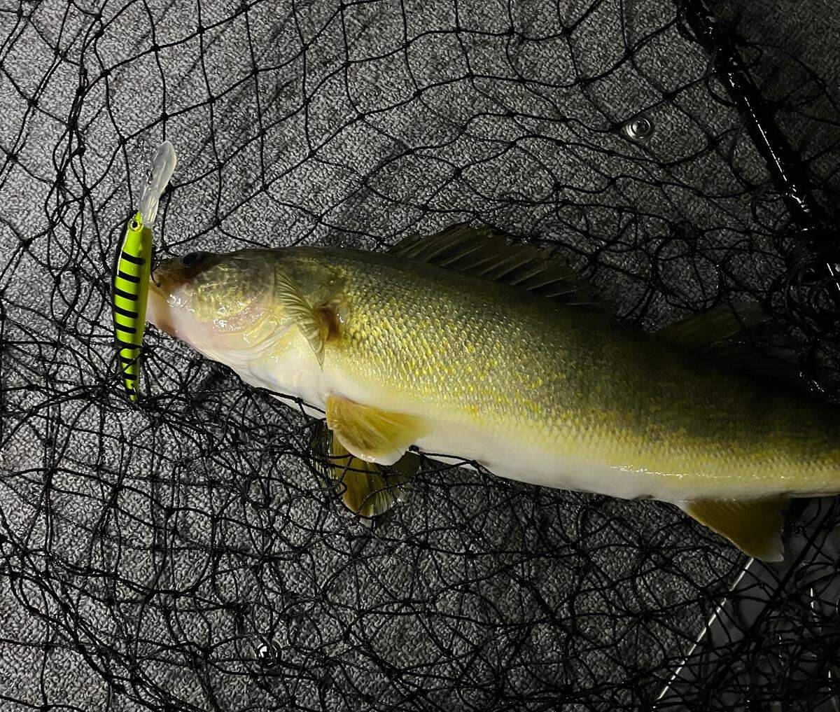 A night-time walleye could not resist a deep-diving Bandit lure trolled in 18 feet of water.