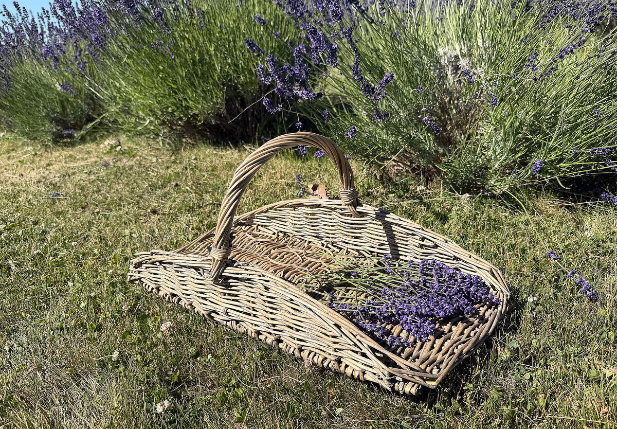 Crockett Road Lavender Farm at 53671 W Crockett Rd, Milton-Freewater, OR.