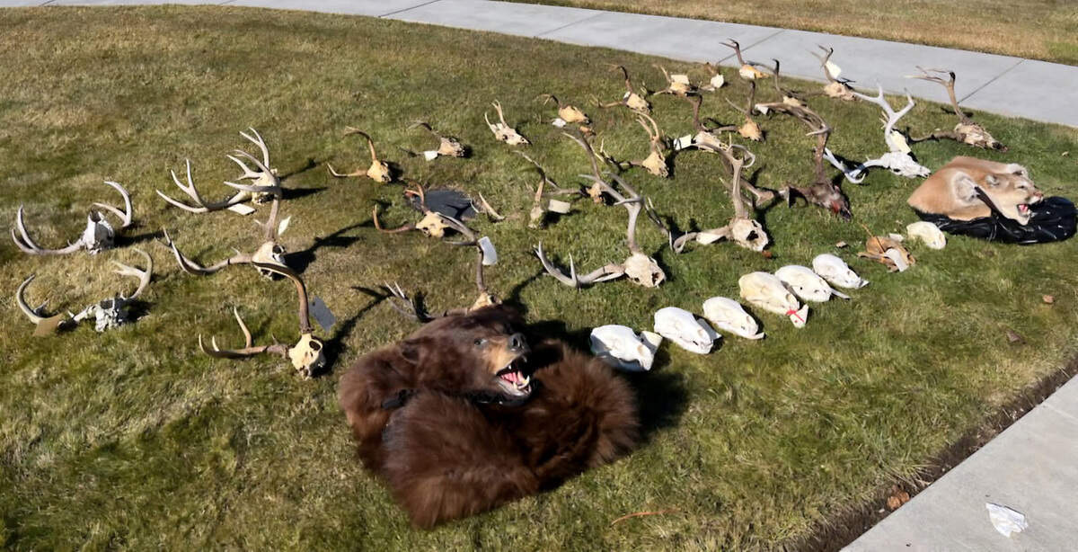 Items seized in the poaching and unlawful hunting investigation of Christopher George Matson of Umatilla, Ore. The Washington state Department of Fish and Wildlife helped with evidence collection in Washington.