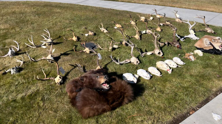 Lifetime hunting ban, $114,000 fine for OR poacher just south of Tri-Cities