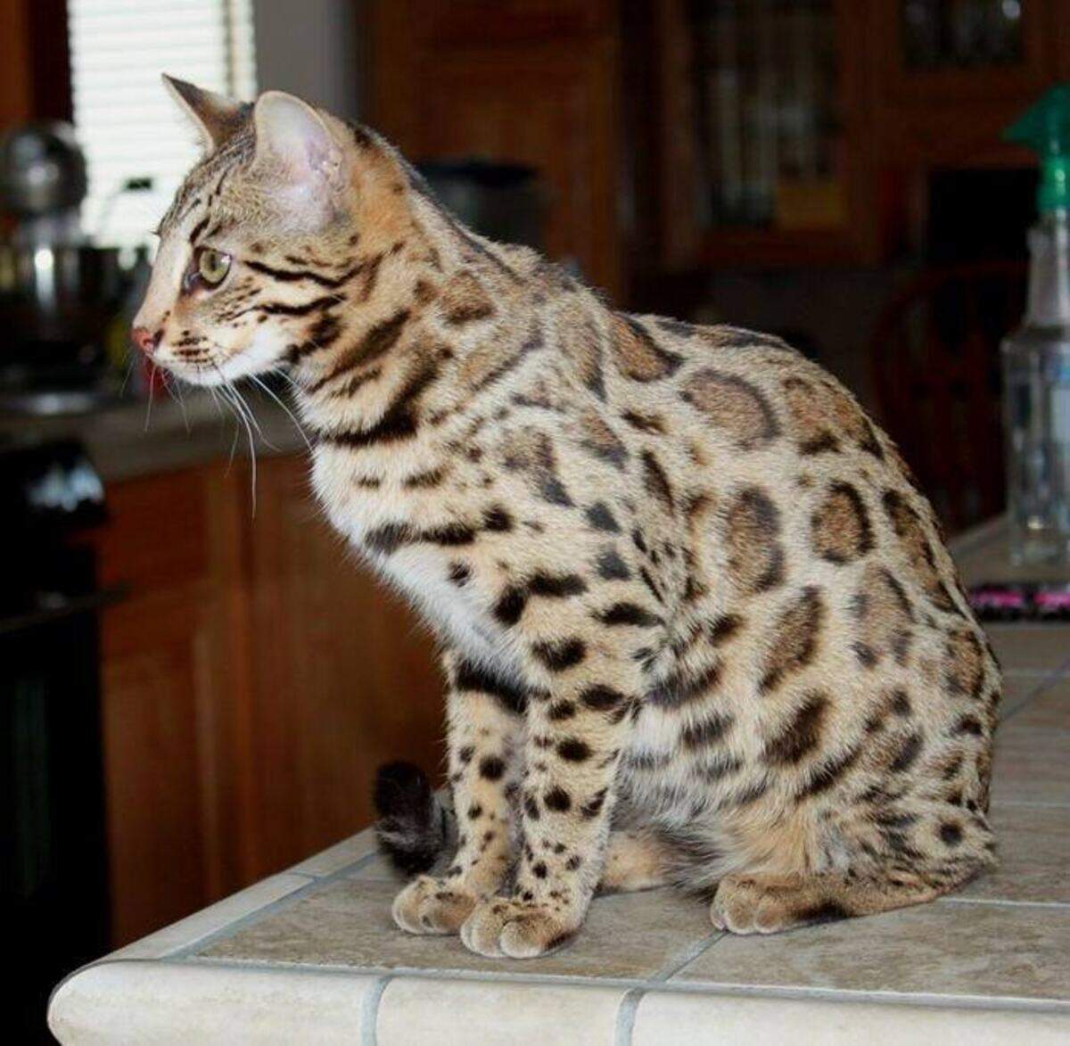 Diva, an F1 female, is a first-generation Bengal, according to Jennifer Lorene Edwards of Columbia River Bengals, Pasco.