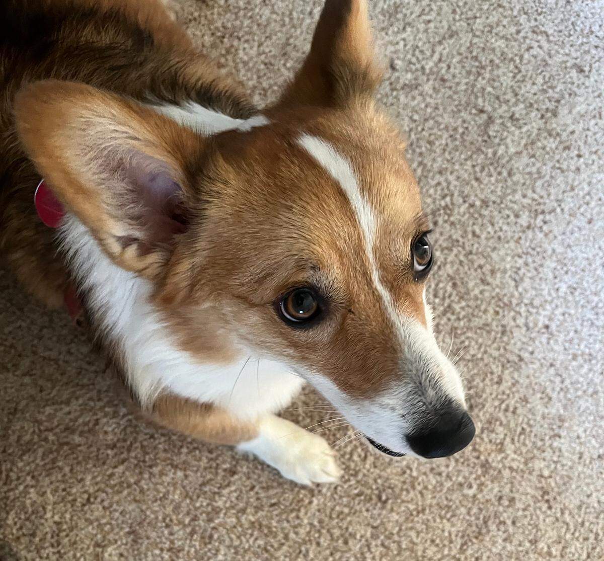 The expectant face of our corgi demands a morning walk before her master can go fishing.