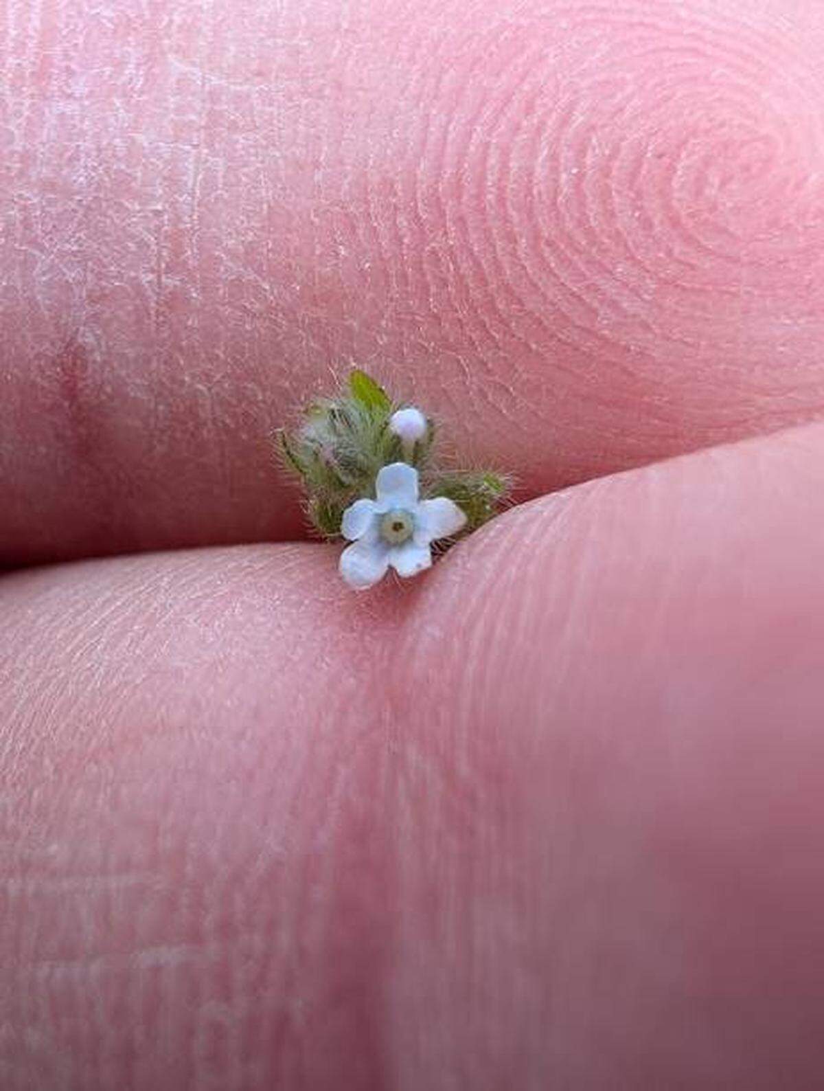 Basin cat’s-eye is likely the smallest flower to be found on Badger Mountain.