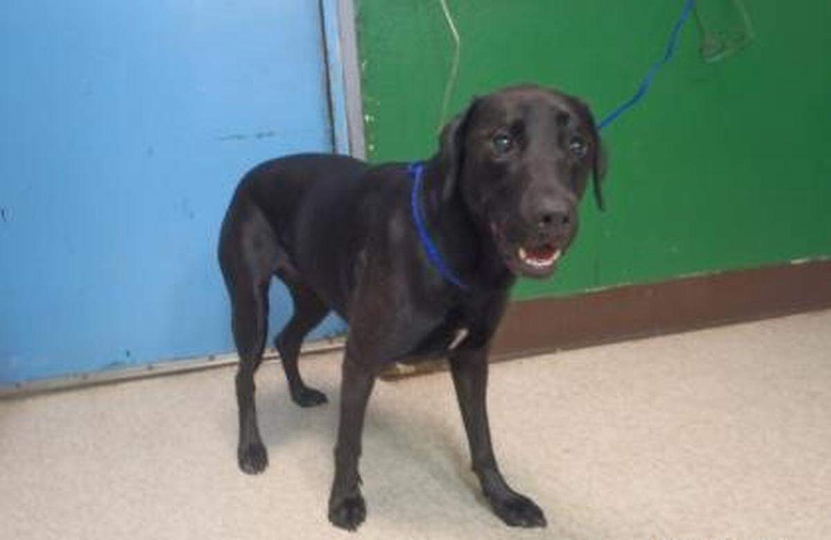 Trixie, the dog of Matthew McQuin, was found in his car outside WinCo Foods in Richland following the shooting.