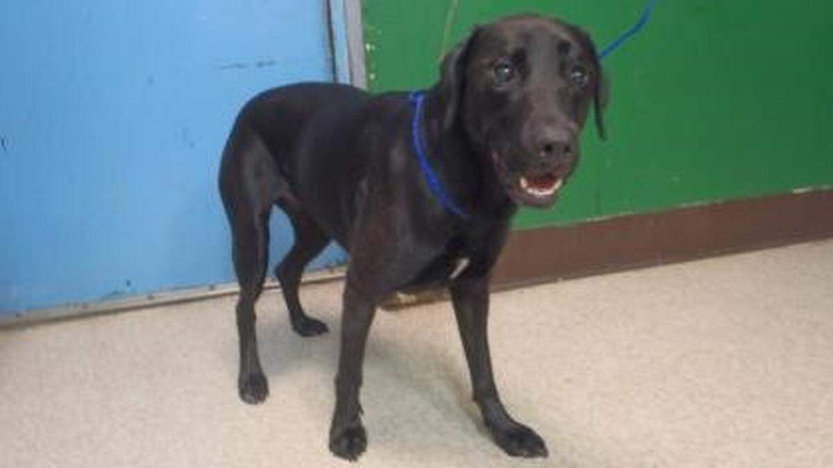 Trixie, the dog of WinCo shooter Matthew McQuin, was found in his car outside the Richland store after investigators say he shot Jenna Kline, 33, of Richland, in the head Monday night.