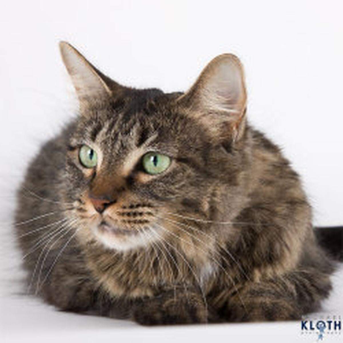 Benton Franklin Humane Society is seeking financial help on #GivingTuesday.