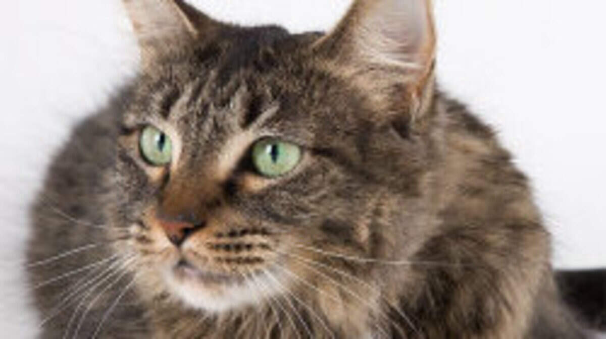 A local financial planner and the Benton-Franklin Humane Society will hold a luncheon this week to highlight estate planning that protects pets after their owners die.