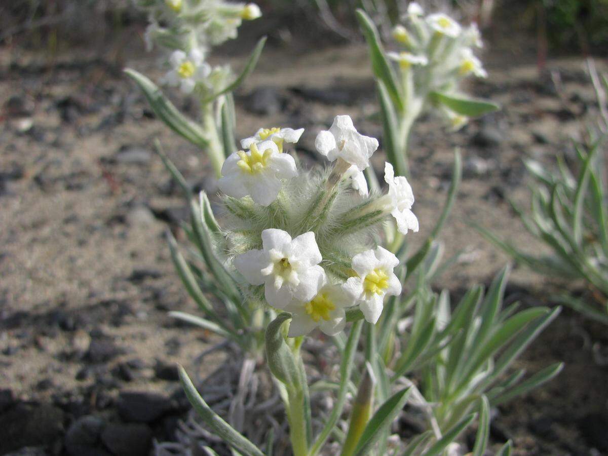Gray cat’s eye plants are rare and grow in sand dune areas in Eastern Washington.