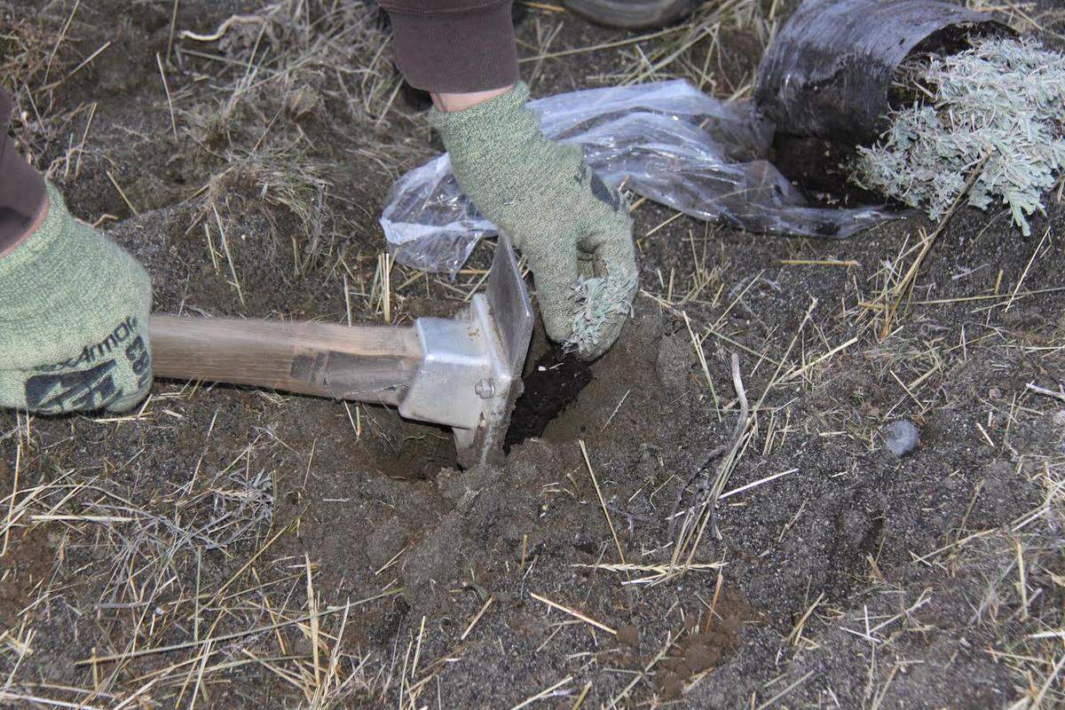 After radioactive and chemical waste were dug up from the 618-10 Burial Ground north of Richland, 76,000 shrubs were planted by hand.