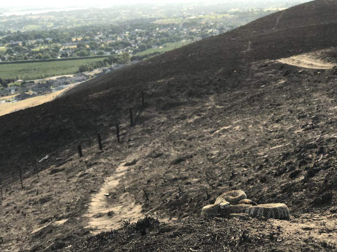 A rattlesnake was left high and dry by Saturday’s fast-moving wildfire in south Kennewick.