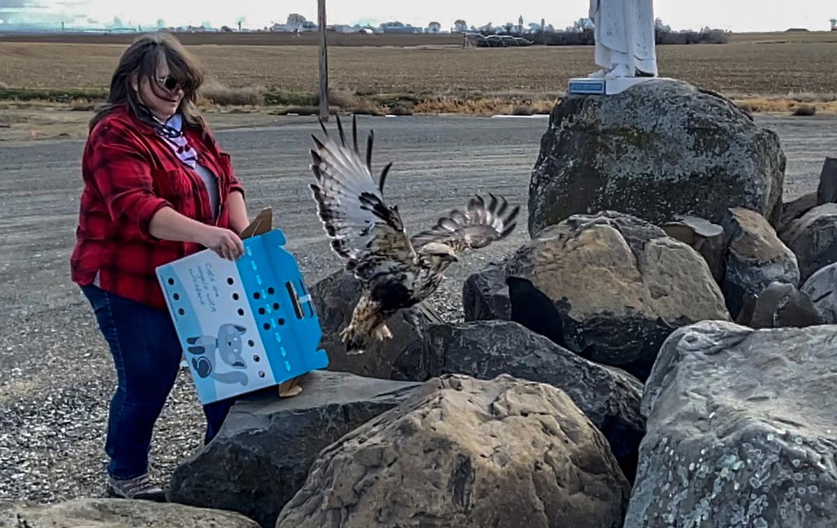 Michelle Rosenkranz, a Tri-Cities volunteer with Blue Mountain Wildlife, releases a rough-legged hawk outside of St. Paul’s Catholic Church in Eltopia. The bird was rehabilitated after getting stuck in the grille of a semi truck in early January.