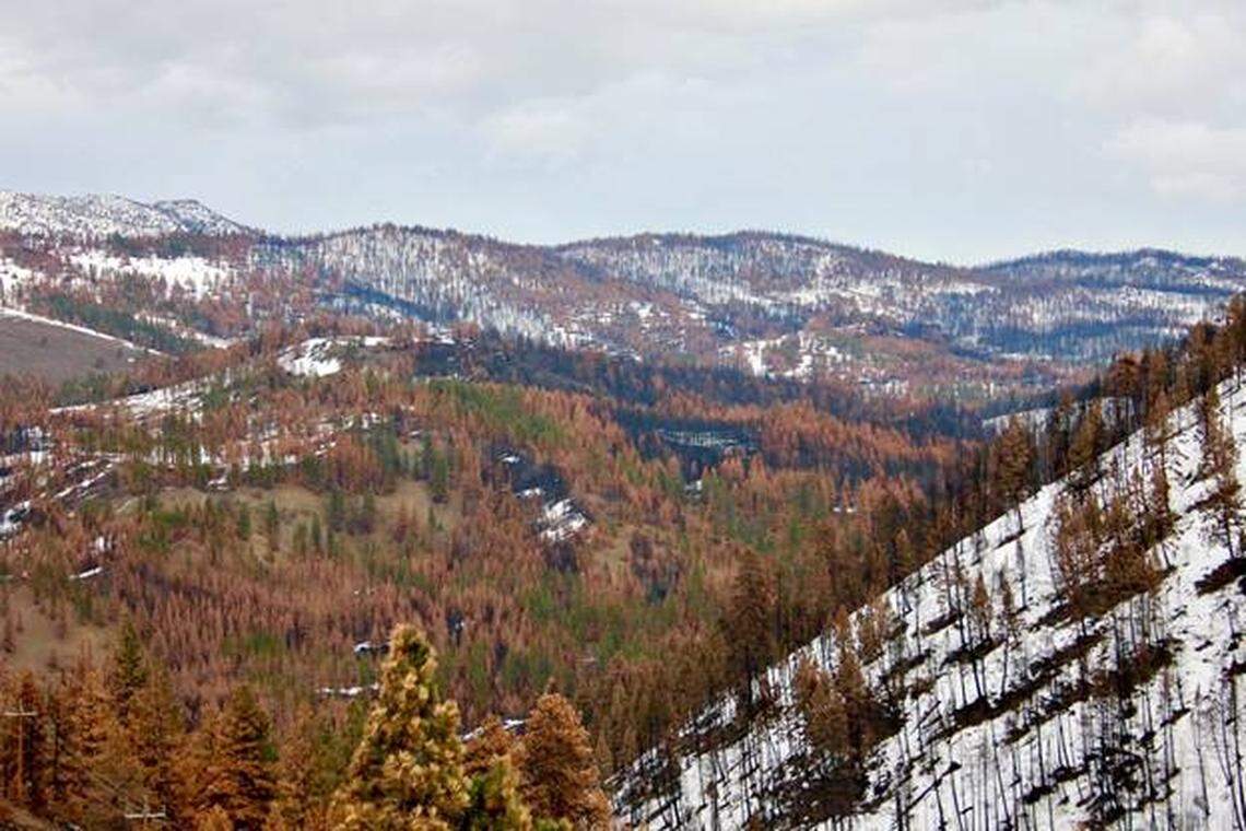 The Malheur National Forest is a mosaic of burn patches from different fire severities 6 months after the Canyon Creek Complex wildfire.