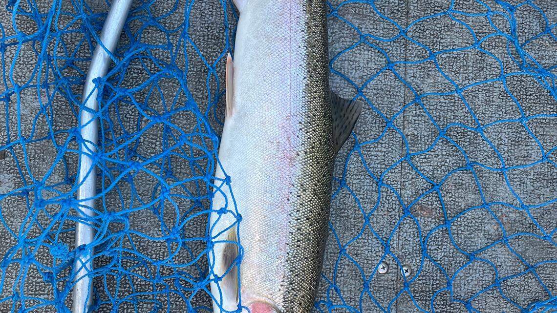 Author Dennis Dauble reflects on domestic compromises and fishing