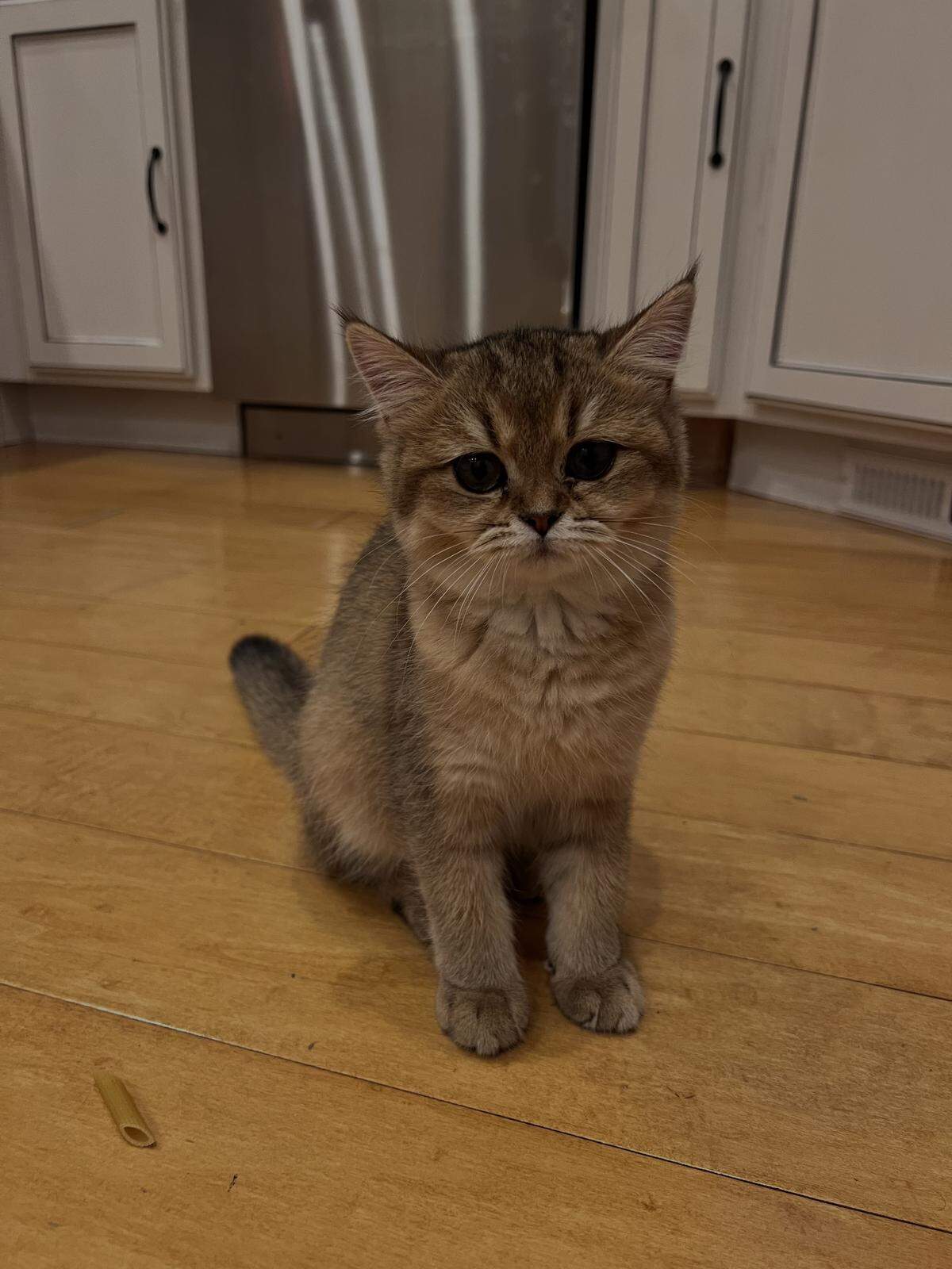 Ginger, a 1-year-old British shorthair cat from West Richland, won the top spot in the Tri-City Herald’s cutest cat contest.