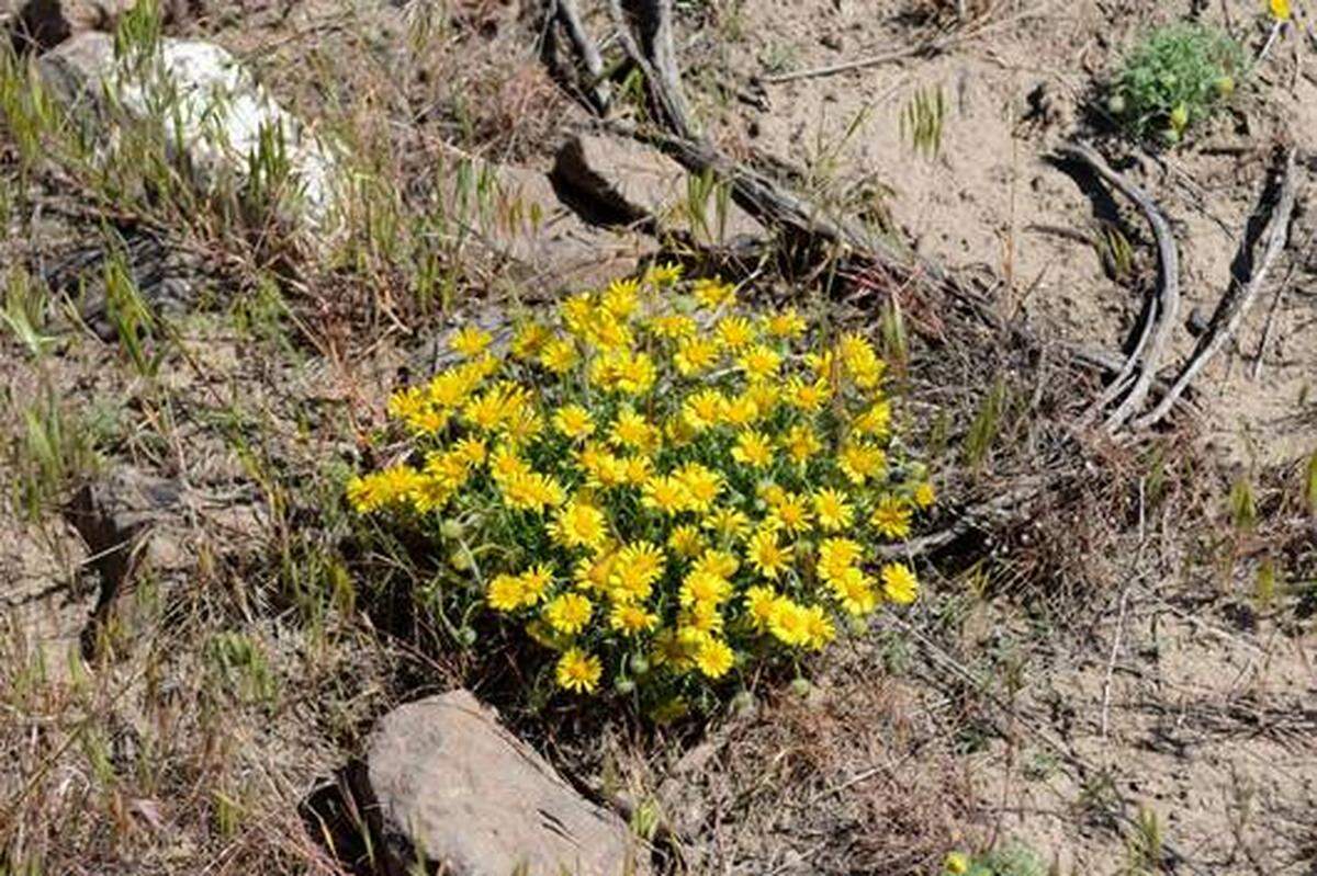 Bright yellow Piper’s fleabane is in full bloom along the Skyline Trail on Badger Mountain in Richland.