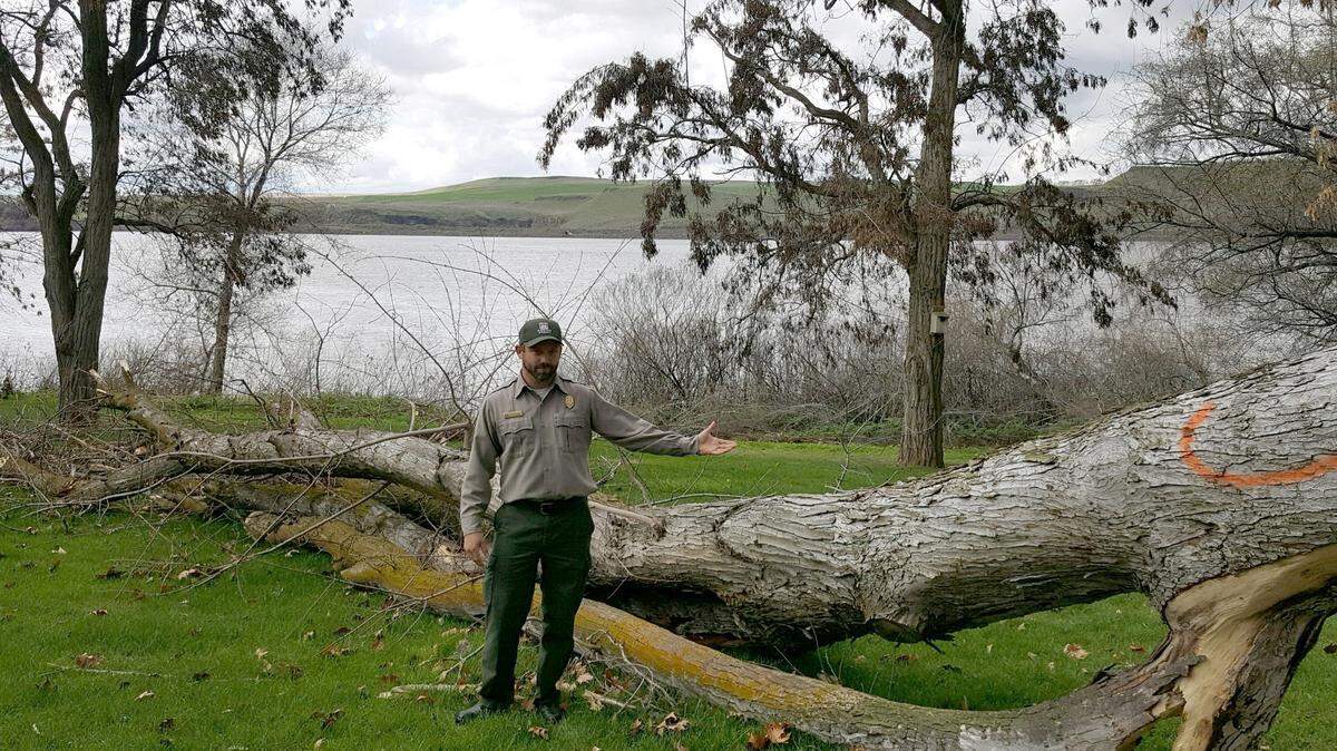 Free firewood is available at parks near Ice Harbor Lock and Dam. Permits can be obtained at the Tri-Rivers Natural Resources Management Office, located on Ice Harbor Road near Burbank.